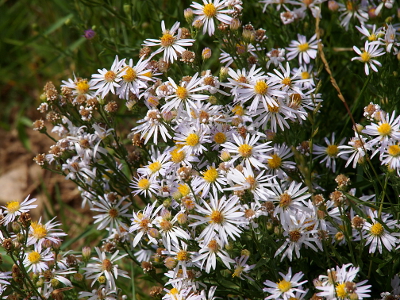 [A large clump of purple-petaled, yellow-centered daisies.]